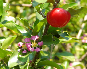 Barbados cherry and flower