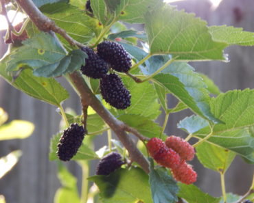 dwarf weeping mulberry