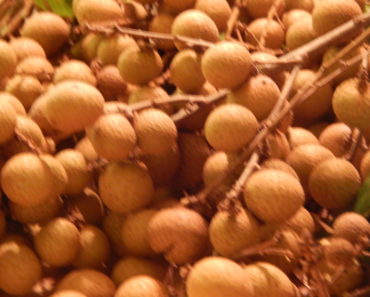 Fresh Picked Longan