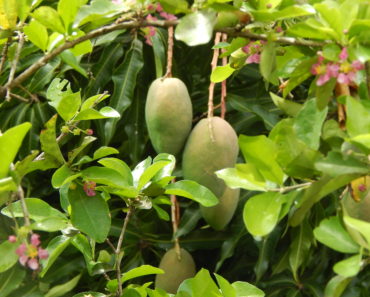 Cogshell Mangoes Framed by Barbados Cherry Blossoms