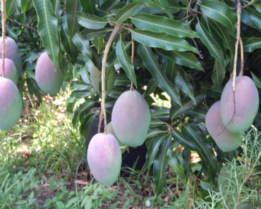 Ripening Cogshell mangoes