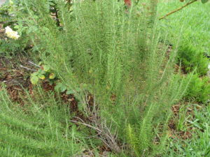 Barbecue Rosemary