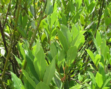 Bay Laurel