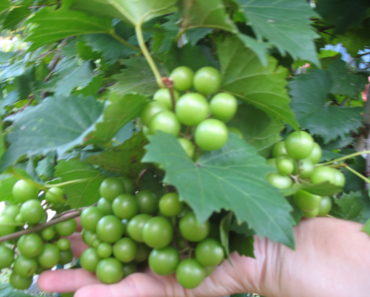 Muscadine Grapes