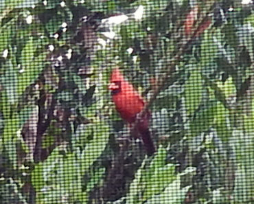 cardinals in bay