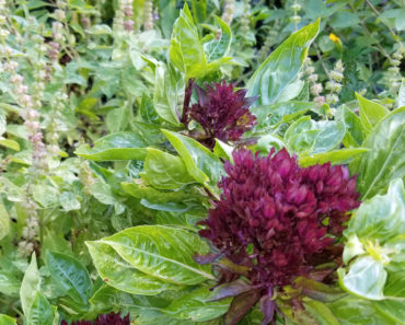 Cardinal Basil