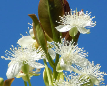 Grumichama Cherry Blossoms