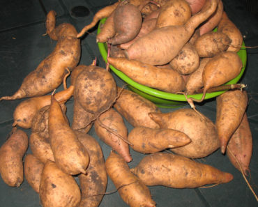 Sweet Potato Harvest