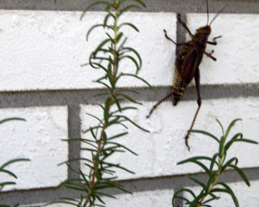 Lubber Grasshoper on Rosemary