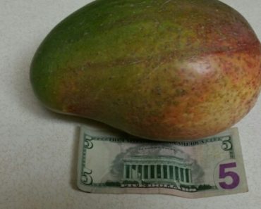 Huge Lancetilla Mango