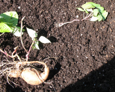 Starting New Plants From Sweet Potato Slips