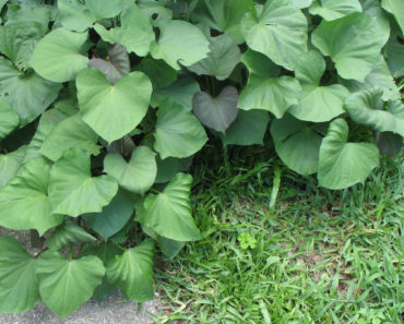 Quick Growing Sweet Potato Plants Become a Ground Cover that Shades out Weeds