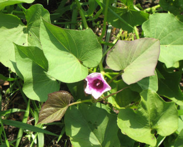 Flowering Sweet Potato