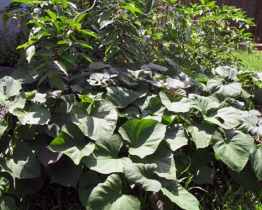 Sweet Potato Vines continue to Spread