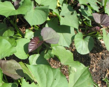 Sweet Potato, Enjoy the Fresh Tips and Leaves Like Spinach