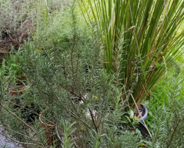 View from my porch: Barbecue Rosemary, Vetiver and Sweet Lavender