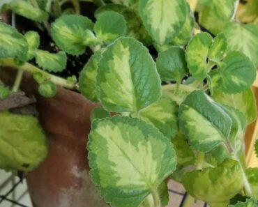 The Variegated Cuban Oregano is an Easy-to-Grow Perennial in Central Florida