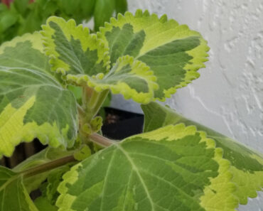 Portuguese Oregano Looks Similar to Variegated Cuban, but Milder in Flavor