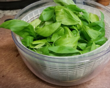 Genovese Basil Picked for Pesto