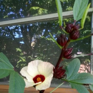 Yellow Flowered Roselle