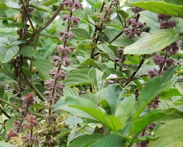 African Blue Basil in My Vegetable Garden