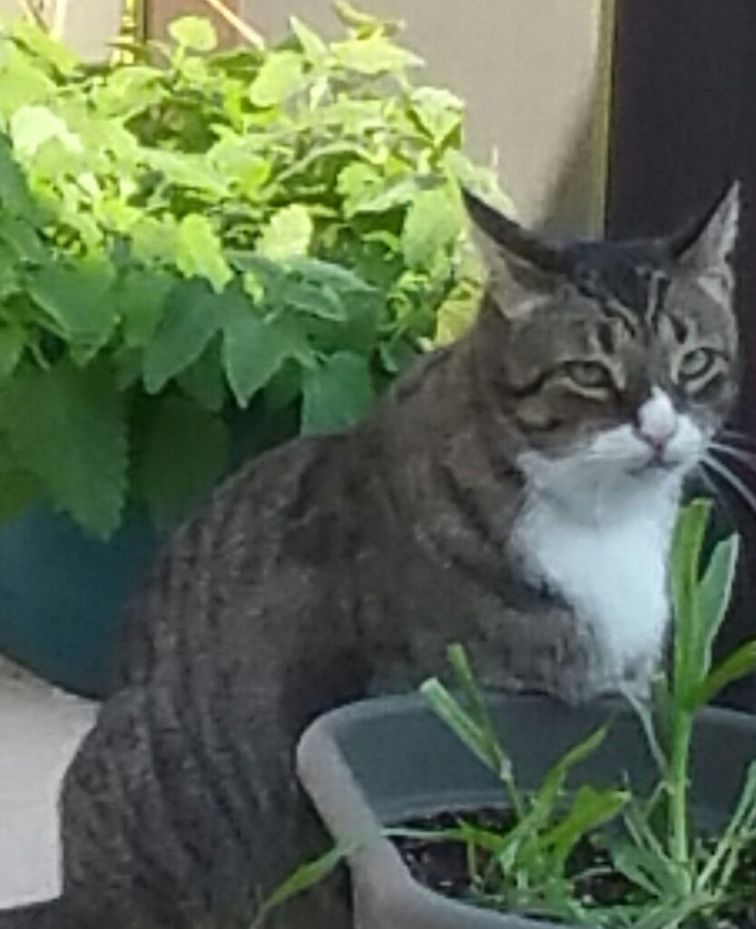 Bender With Cat Grass and Catnip