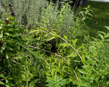 Cardinal Basil, Lemon Verbena and Sweet Lavender