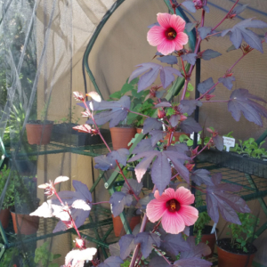 Flowers of False Roselle