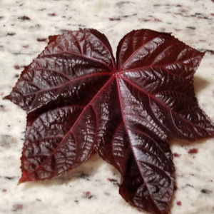 South Sea Salad Tree Leaf