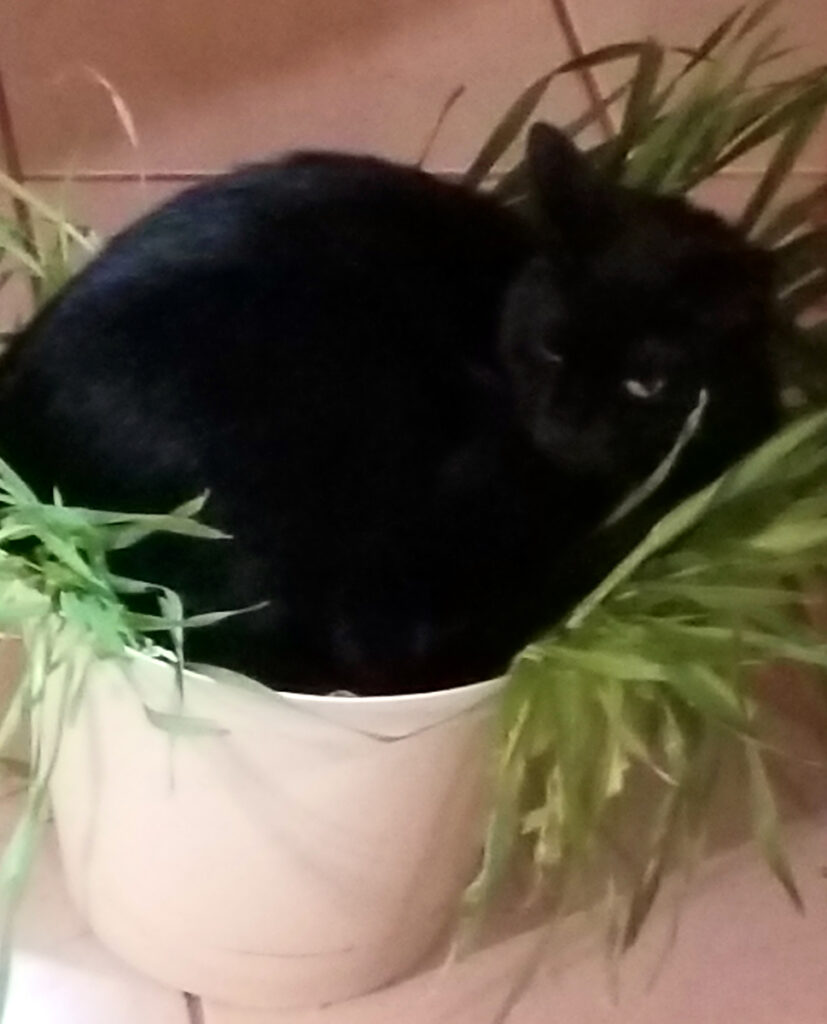 Don't Grow Cat Grass in a Round, Cat-Sized Pot