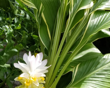 A Beautiful Turmeric Called Emperor