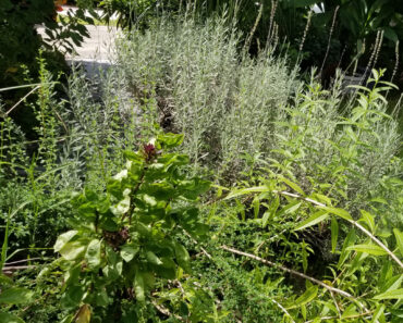 The Sweet Lavender has survived 3 summers