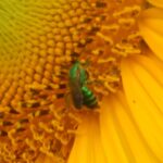 Green Bee on Sunflower