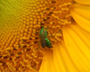 Green Bee on Sunflower