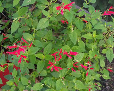 Pineapple Sage, A Personal Favorite, Such a Refreshing and Soothing Fragrance