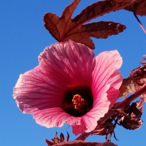 Closeup of False Roselle Flower