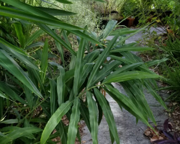 Shaded by an Old Maple, I Have Ginger and Mint Growing Here