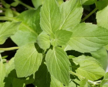 A Jamaican Mint, aka Marley Mint, My Current Favorite Mint