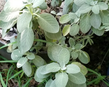 Berggarten Sage, Similar to Common Sage, Holds up Betters in our Summer Humidity