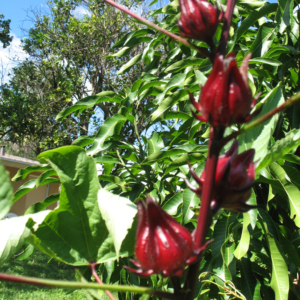 Ripening Roselle