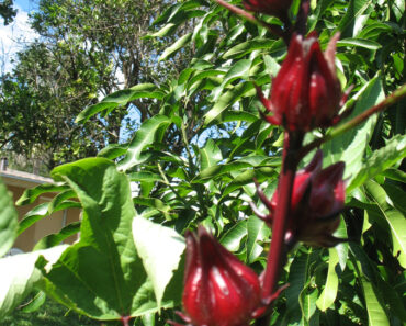 Roselle