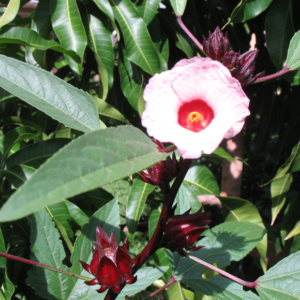 Pink Flowered Roselle