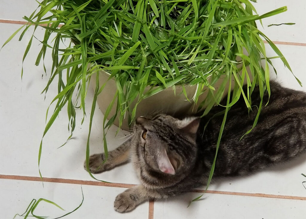 Cat Grass is Easily Grown Indoors, in any Sunny Location