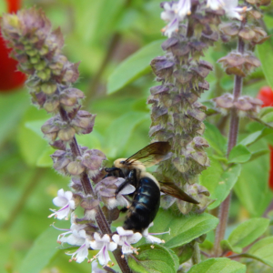 Basils are Always a Pollinator Favorite