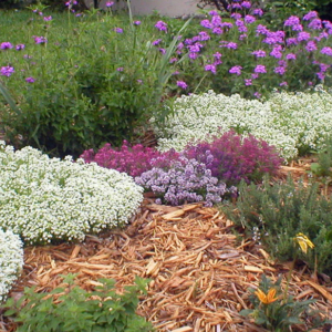 Bed of Colorful Flowers Featuring Alyssum