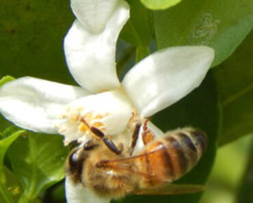 Bee on Citrus Blossom