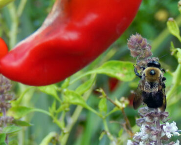 The Perennial African Blue Basil Brings Bees to the Vegetable Garden