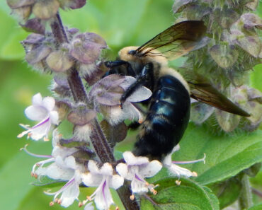 Yet Another Bee and Basil