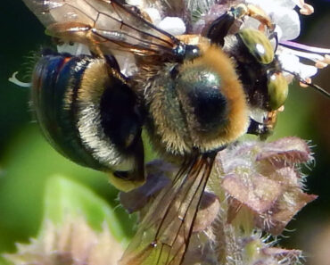 Bee on African Blue Basil Closeup