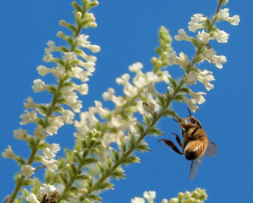 Bees on Sweet Almond Verbena